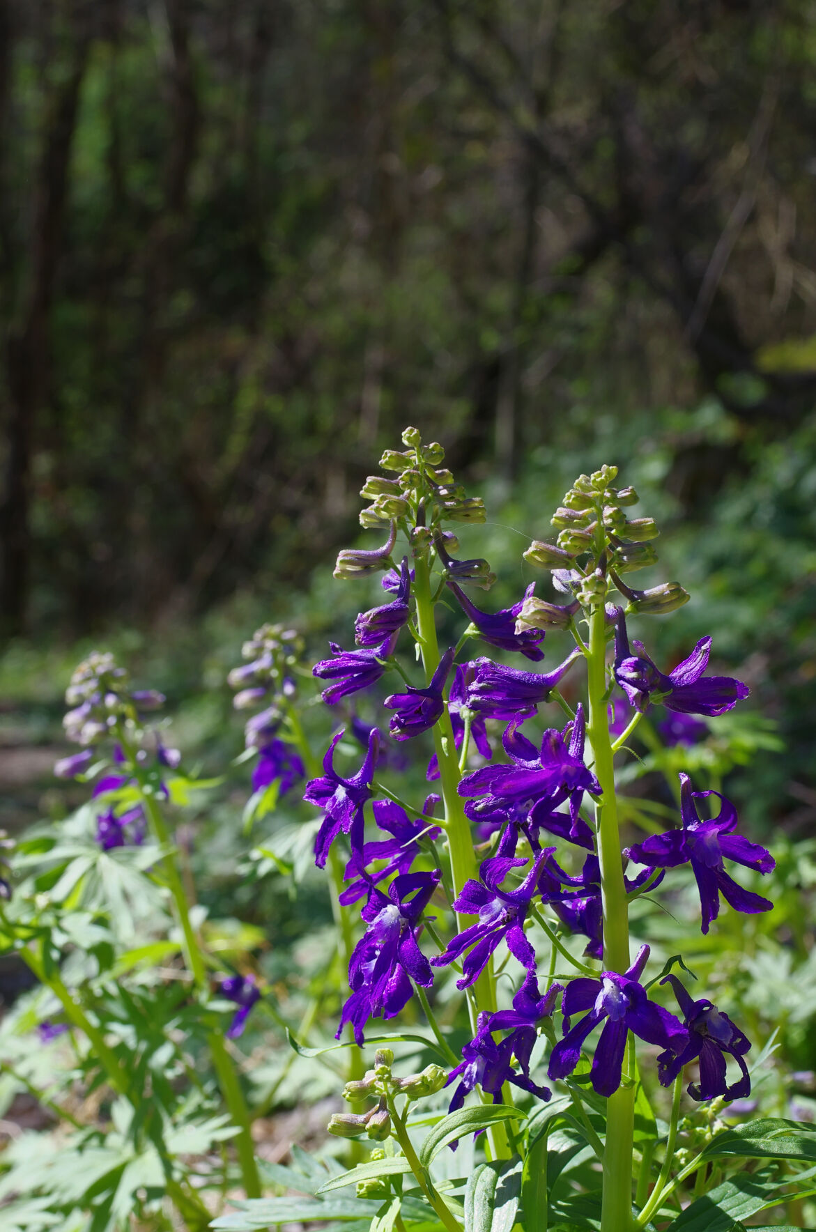 Springtime 10
